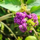 Callicarpa or beautyberry is in the genus Lamiaceae