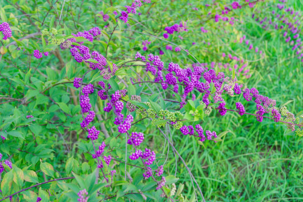 Beautyberries are sometimes called Lilac berries.