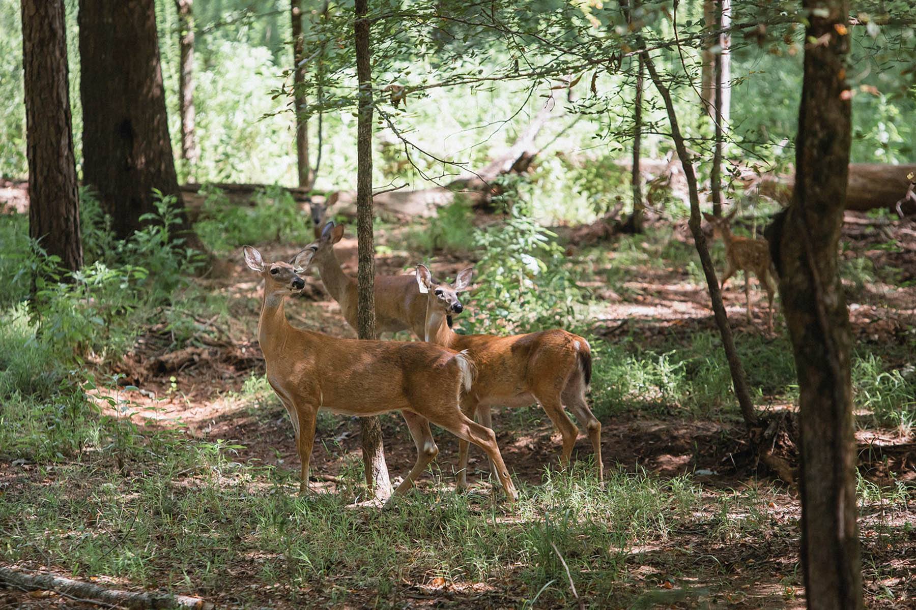 Wildtree | Summer deer in a pack