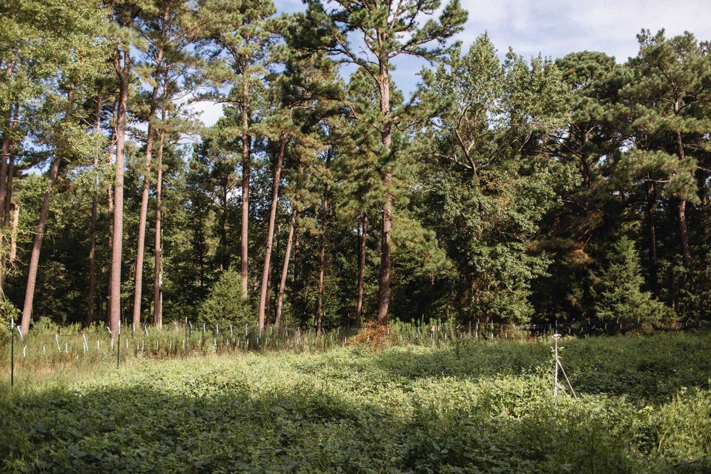 Pine Trees in Houuston