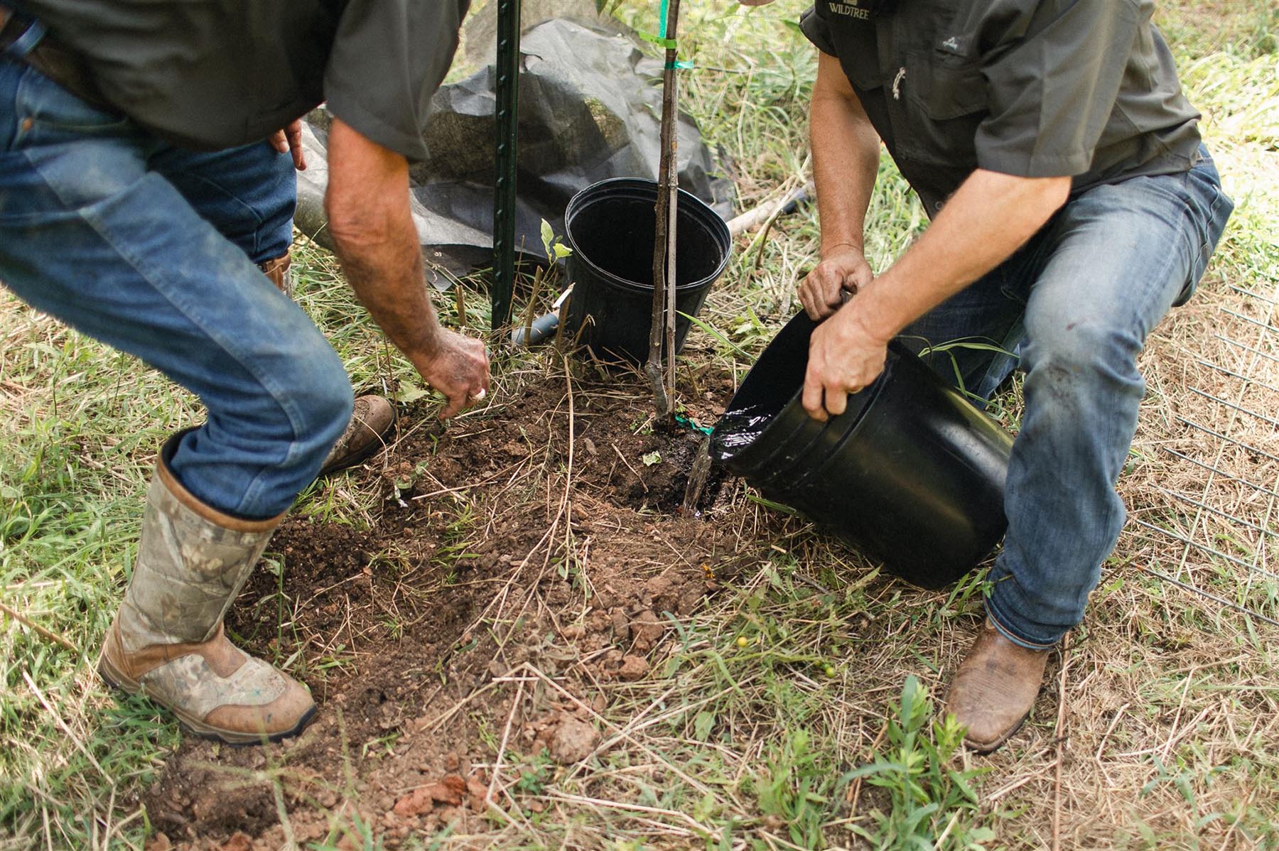 Preparing to plant a tree on a deer food plot