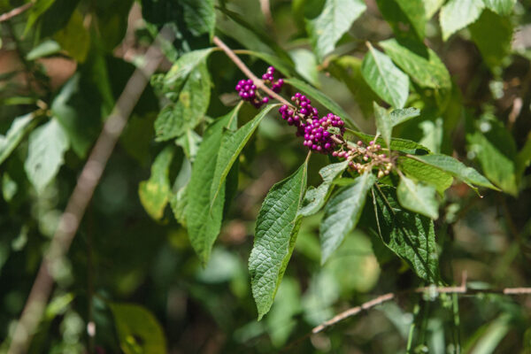 American Beautyberry Is A Top Deer Attracting Plant.