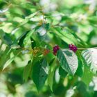 American Beauty Berry Bush for deer