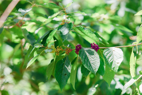 American Beauty Berry Bush for deer