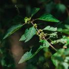 American Beauty Berry Bush for sale