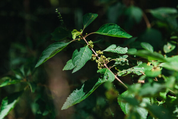 American Beauty Berry Bush for sale