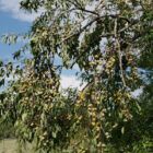 Do deer eat American Persimmon trees