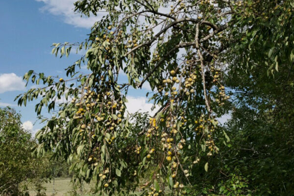 Do deer eat American Persimmon trees