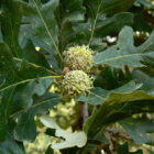 Bur Oak Tree Budding Great for Deer Cover