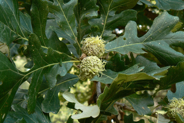 Bur Oak Tree Budding Great for Deer Cover