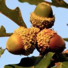 Bur Oak bur oak acorns Close Up