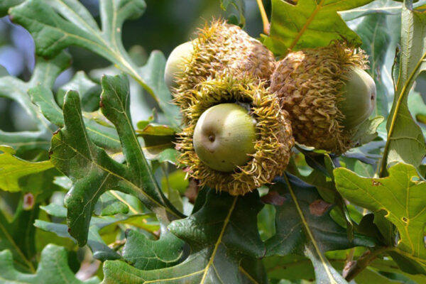 Bur Oak Tree for sale oak acorns