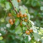 Dr Deer Pear Tree for sale Leaves close up