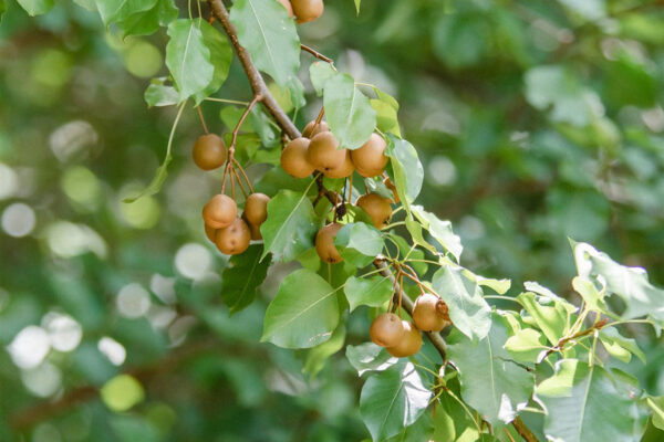 Dr Deer Pear Tree for sale Leaves close up