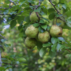 Kieffer Pear for deer