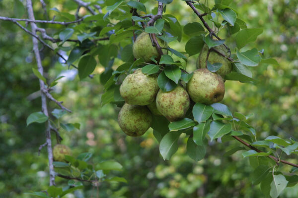 Kieffer Pear for deer