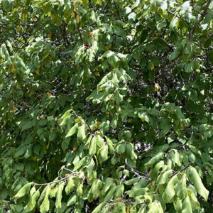 Mexican Plum Tree for Sale