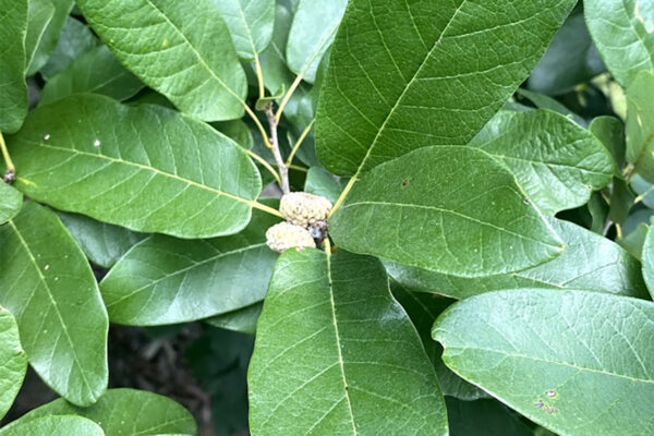 Monterrey Oak Leaves Close Up