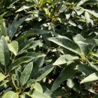 Monterrey Oak Tree for sale in Texas