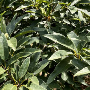 Monterrey Oak Tree for sale in Texas