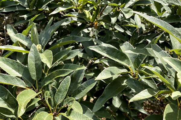 Monterrey Oak Tree for sale in Texas