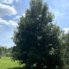 Monterrey Oak Tree for Sale