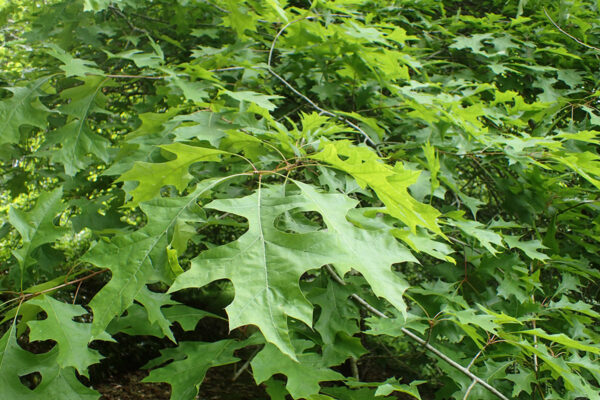 Nuttail Oak Leaves Close Up