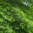 Nuttrail Oak for deer with thick branches full of leaves