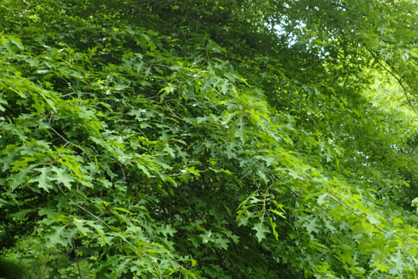 Nuttrail Oak for deer with thick branches full of leaves