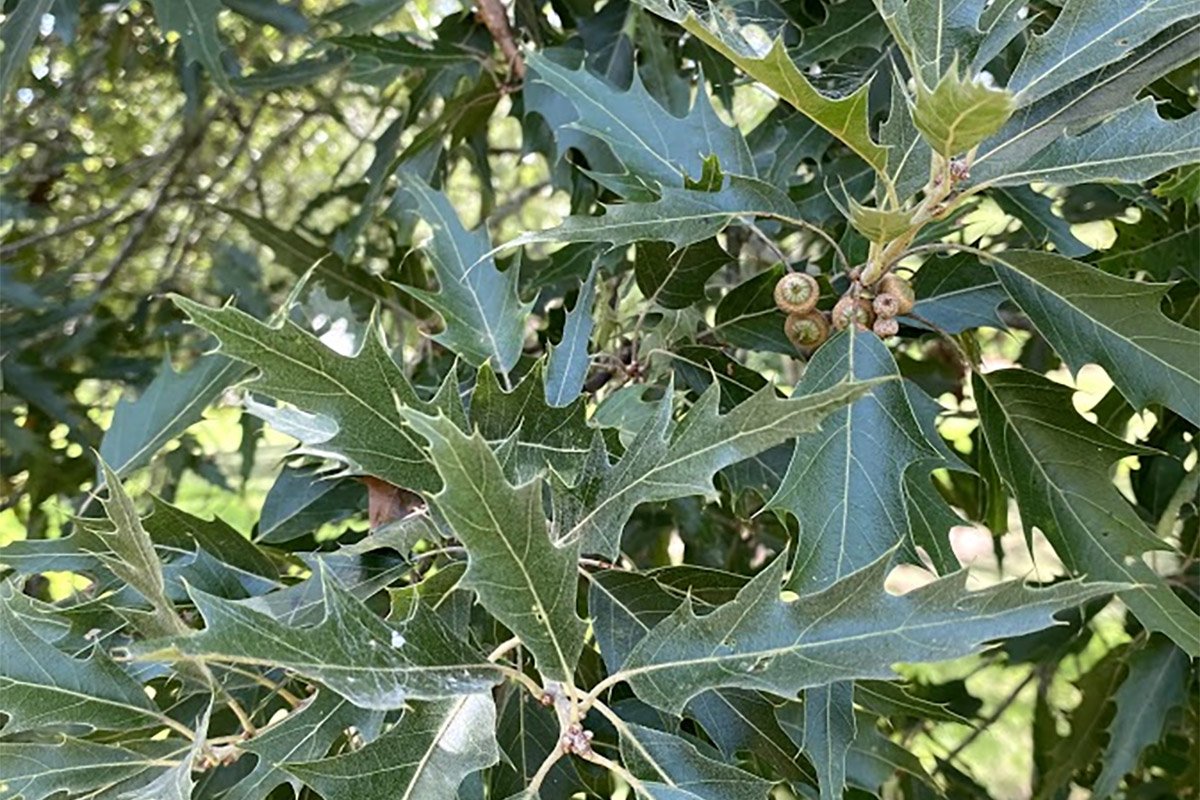 Mexican Oak leaves and acorns seen up close
