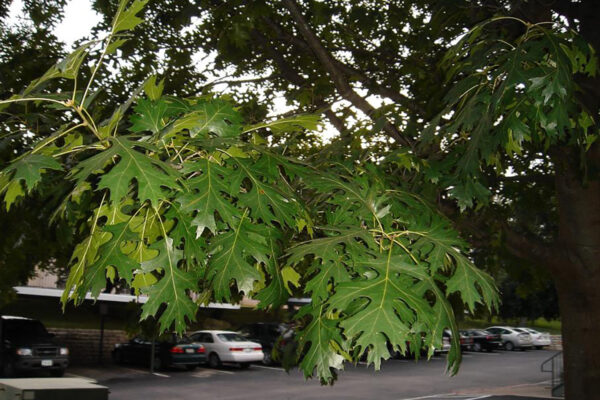 Shumard Oak Shumard oak leaves close up