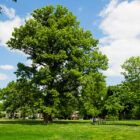 Huge Shumard Oak Tree in a park showing its mighty