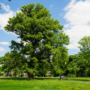 Huge Shumard Oak Tree in a park showing its mighty
