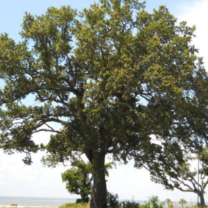 Adult tree of Southern Live Oak Quercus virginiana