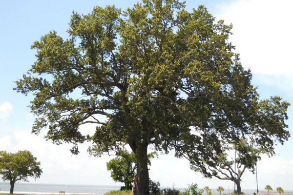 Adult tree of Southern Live Oak Quercus virginiana
