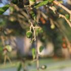 Southern Live Oak with a focus on branch with acorns