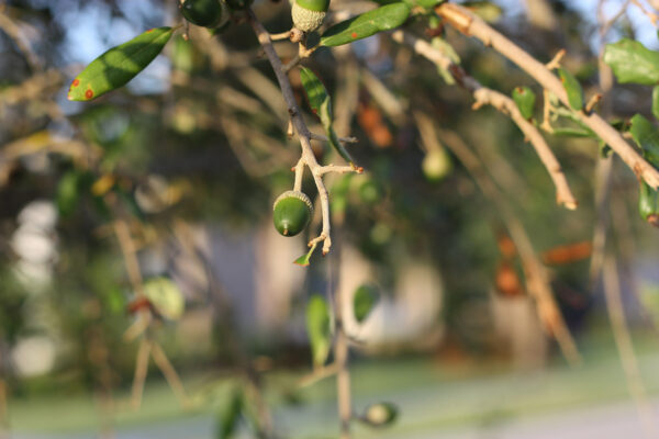 Southern Live Oak with a focus on branch with acorns
