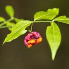 Strawberry Bush Budding for sale