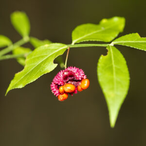 Strawberry Bush Budding for sale
