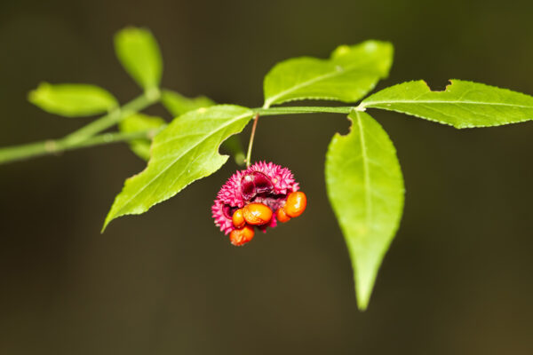 Strawberry Bush Budding for sale