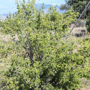 Texas Persimmon Tree for Sale