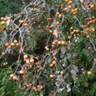 American Persimmon Trees provide fruit that deer love