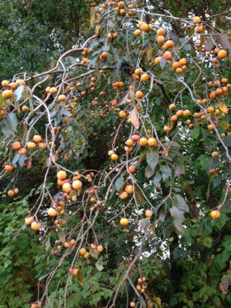 American Persimmon Trees provide fruit that deer love