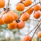 Persimmon fruit can be found even in winter