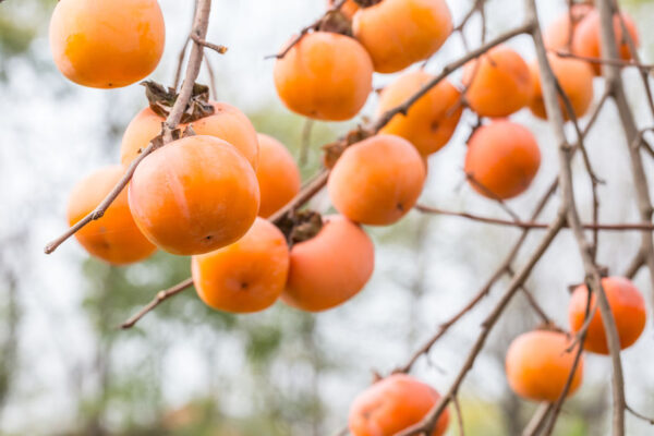 Persimmon fruit can be found even in winter