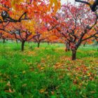Autumn strikes a Plantation of kaki trees, leaving gorgeous color.