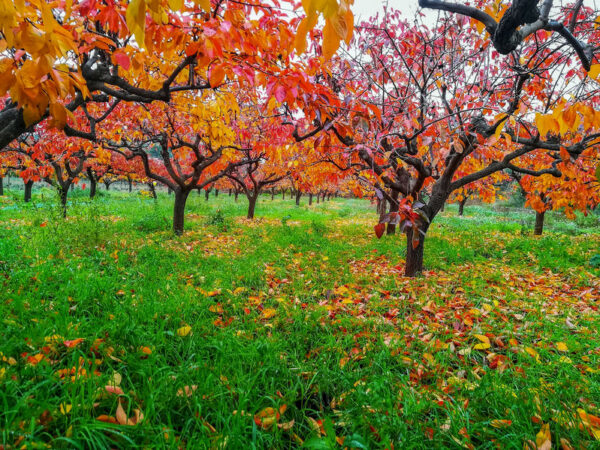 Autumn strikes a Plantation of kaki trees, leaving gorgeous color.