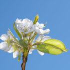 The cultivated pear - Pyrus communis. These plants attract deer and wildlife.