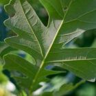 Bur Oak leaves in detail. Bur Oaks sold at Wildtree.co