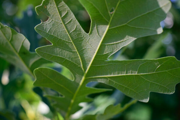 Bur Oak leaves in detail. Bur Oaks sold at Wildtree.co